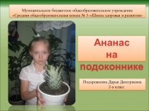 Презентация Ананас на подоконнике