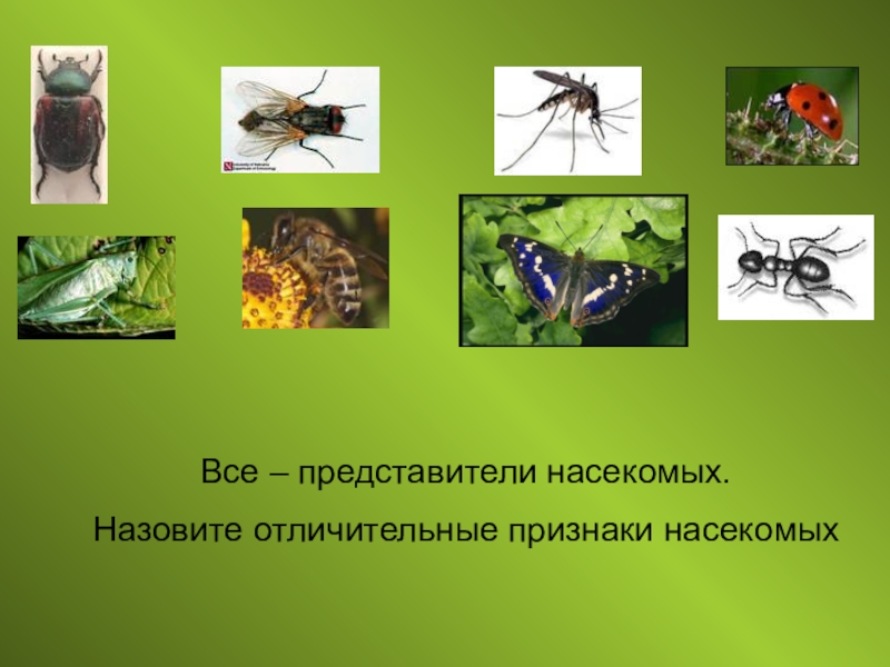 Главные признаки насекомых 2 класс. Представители насекомых. Представители класса насекомые. Насекомообразные представители. Назовите характерные признаки насекомых.