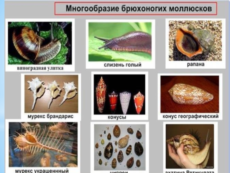 Приведите по три примера животных моллюски. Брюхоногие моллюски классификация. Моллюски классификация систематика. Брюхоногие и двустворчатые моллюски. Класс брюхоногие моллюски представители.