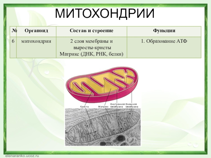 Органоиды митохондрии строение. Митохондрии состав и функции. Митохондрии строение и функции таблица 9 класс. Митохондрия функция органоида. Митохондрии строение и функции.