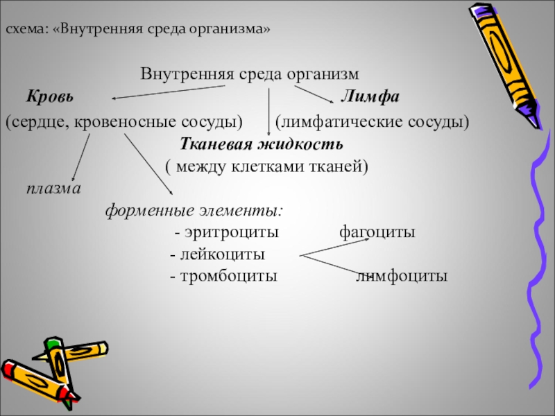 Внутренняя среда организма схема