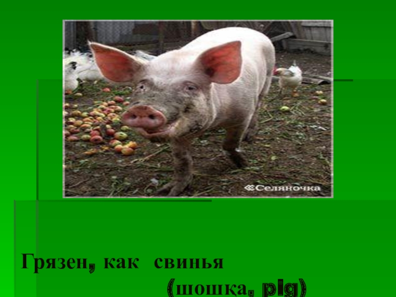В чем заключается хозяйственное значение свиней. Фразеологизмы про свинью. Грязный как свинья значение фразеологизма.