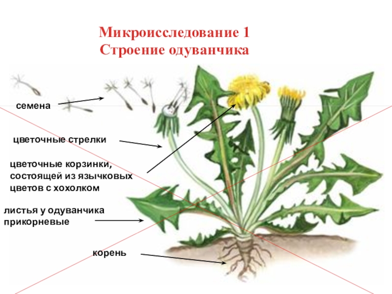 Одуванчик части растения картинки