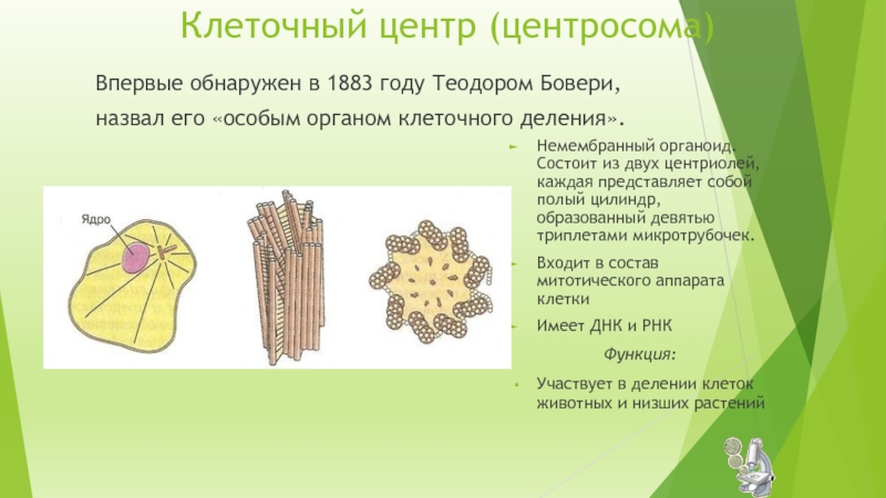 Клеточный центр отвечает за. Центросома (клеточный центр, цитоцентр)?. Клеточный центр состоит из двух центриолей. Клеточные центр,состоящий из двух центреолей. Клеточный центр рисунок.