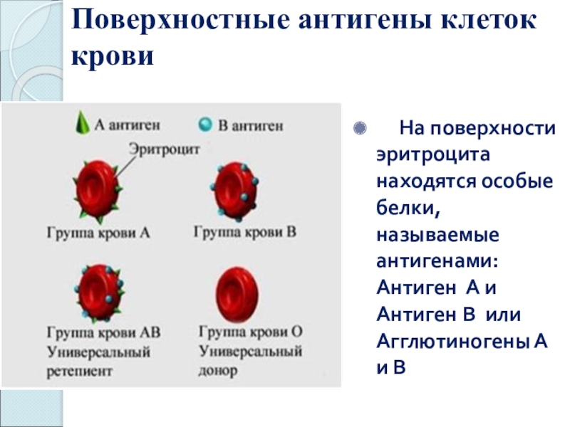 Тканевая совместимость и переливание крови презентация