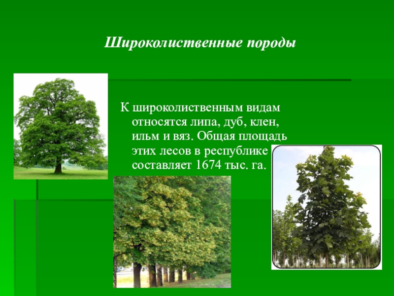 К какой группе относится клен. Широколиственные леса липа вяз. Широколиственные леса дуб клен липа. Древесные породы широколиственного леса. Древесные породы широколиственных лесов.