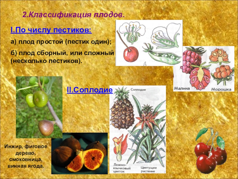 Что является признаком плодов растений. Классификация плодов цветковых растений. Классификация плодов по количеству пестиков. Систематика растений плоды. Классификация сочных плодов.