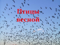 Призентация птицы средняя группа