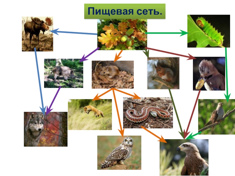 Составить цепь питания для болота