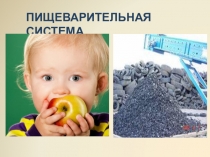 Презентация к уроку 8 класс биология. Пищеварение в ротовой полости