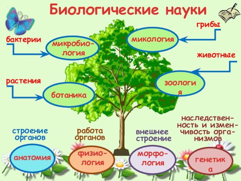 Как сделать проект по биологии 10 класс