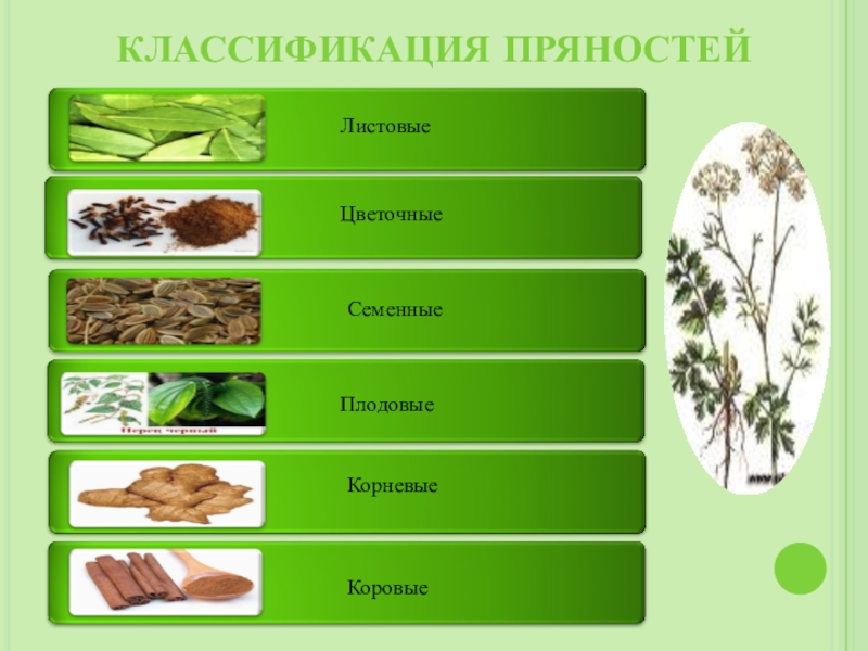 Допишите схему классификации пряностей