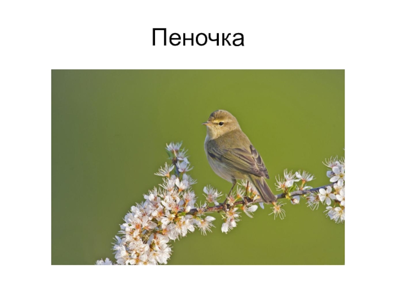 Пеночка омонимы