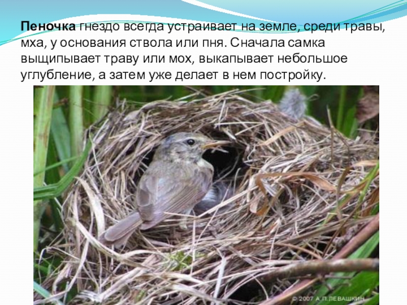 Птицы гнездящиеся на земле фото с описанием