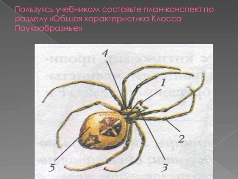 Презентация группы животных моллюски насекомые паукообразные 2 класс занков