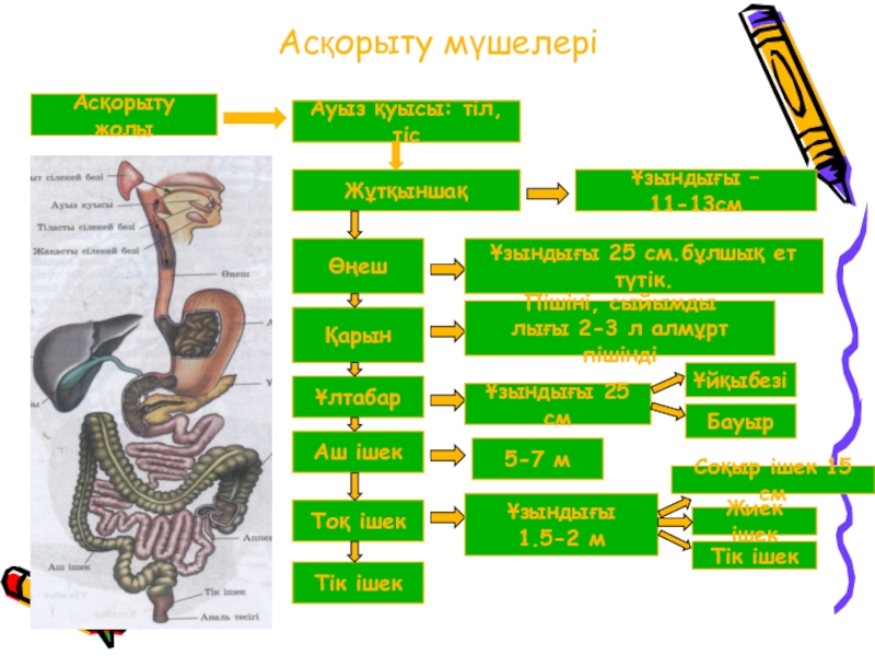 Сиырдың асқорыту жүйесі фото