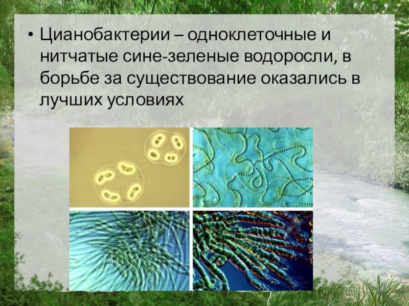 Одноклеточные водоросли фотосинтез. Цианобактерии одноклеточные водоросли. Нитчатые цианобактерии. Цианобактерии сине-зеленые водоросли. Сине-зеленые водоросли и цианобактерии биология 6 класс.
