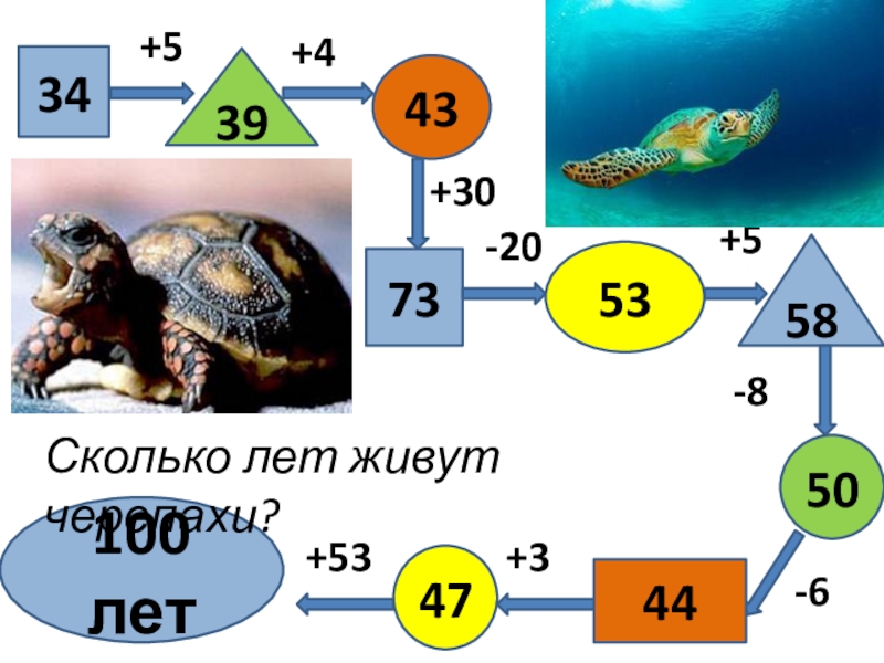 Сколько будет 53. Сколько лет 1 год по Черепашьи. 5³ Это сколько. Сколько лет черепахе если она прожила 4 года. Сколько 53 ргивн будет.