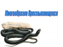 Презентация Многообразие пресмыкающихся 7 класс.