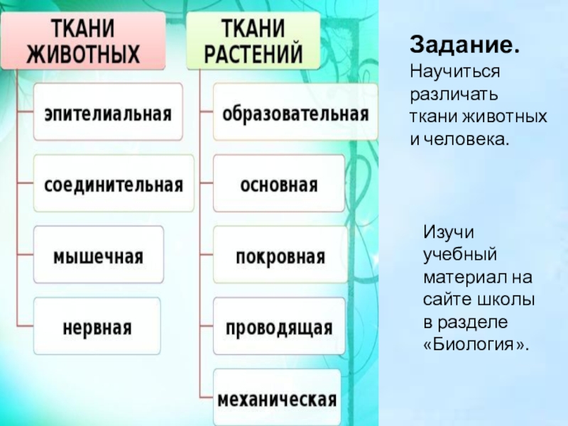 Ткани животных 5 класс биология. Биология 6кл ткани животных таблица. Таблица ткани животных 7 класс биология. Функции тканей растений и животных. Растительные и животные ткани таблица.