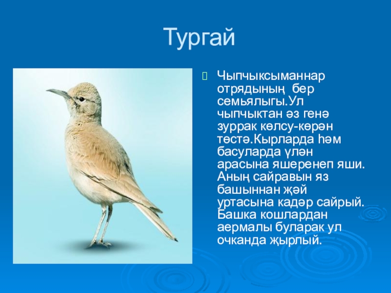 Торна перевод на русский. Тургай Кош. Тургай птица. Описание птицы на башкирском языке. Тургай Жаворонок.