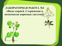 Лабораторная работа Виды корней