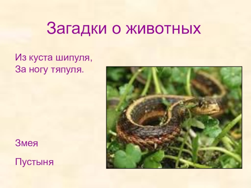 Из куста шипуля за ногу тяпуля ответ. Загадки про змей. Загадка про змею. Загадка из куста Шипуля за ногу тяпуля. Загадки на тему пустыня.