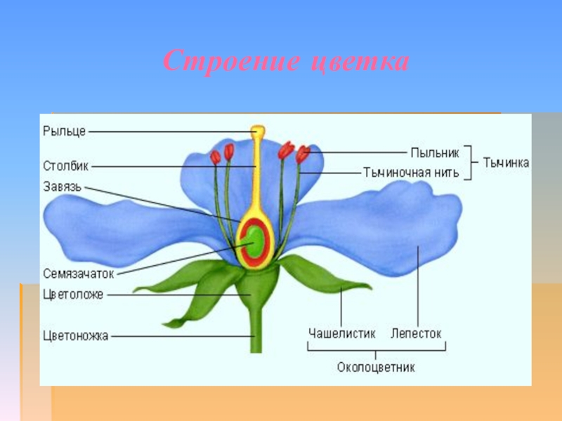 Презентация 7 класс строение цветка