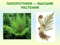 Презентация по биологии на тему Папоротники (5 класс)