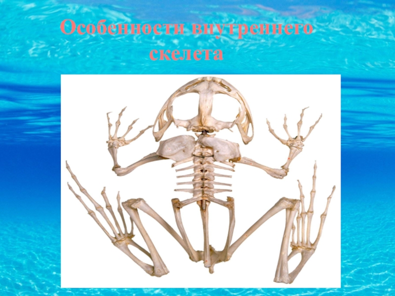 Особенности внутреннего скелета. Скелет краба. Внутренний скелет. Наружный и внутренний скелет. Внешний и внутренний скелет.