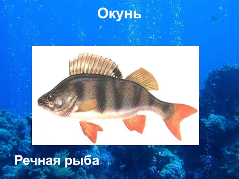 Морской окунь картинка для детей