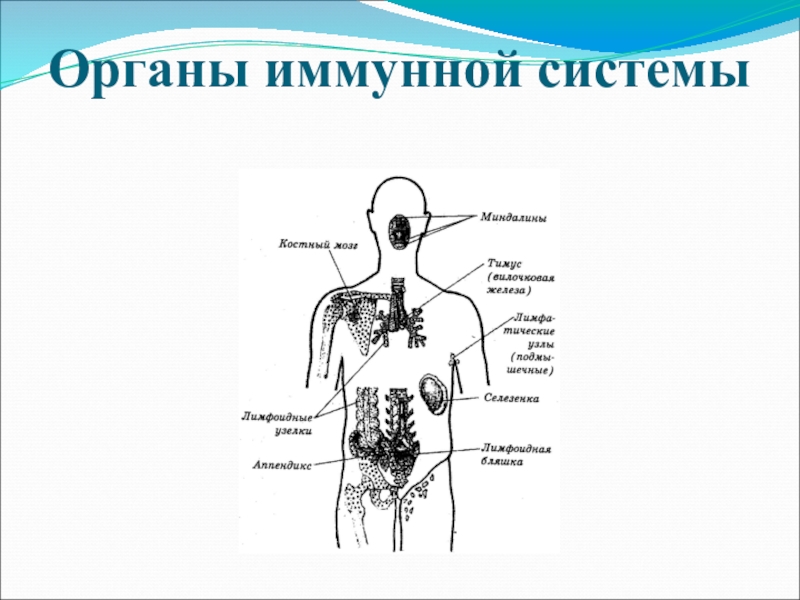 Схема демонстрирующая расположение центральных и периферических органов иммунитета