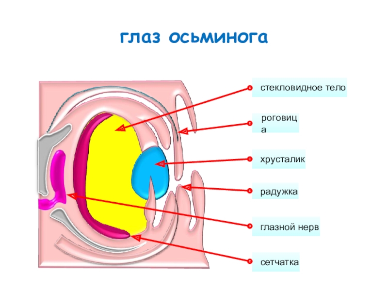 Камерный глаз животных проект 7 класс