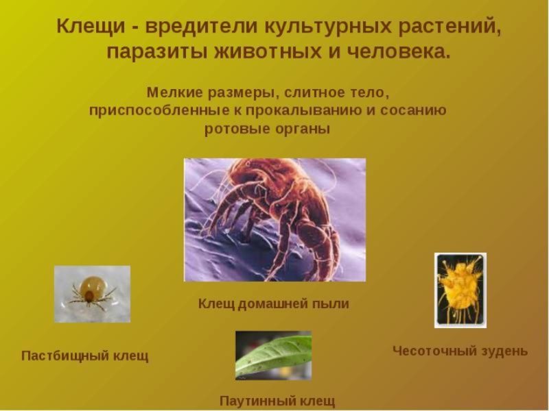Чем наружные паразиты отличаются от. Паразиты животных и растений. Паразиты растений животных человека.
