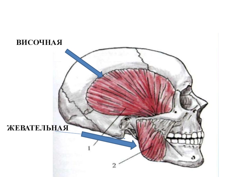 Жевательные мышцы схема