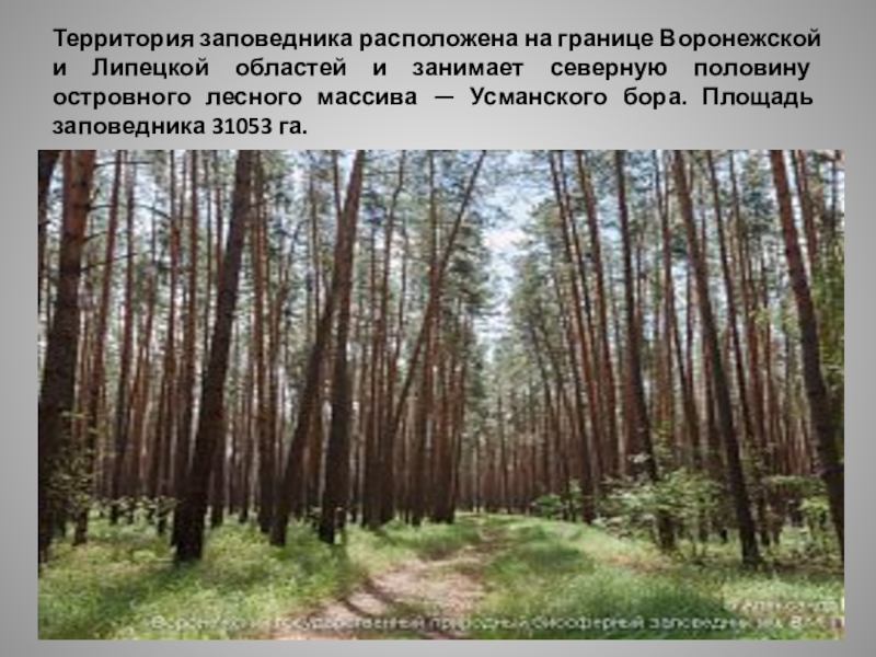 Воронежский заповедник славится. Усманский Бор Воронежский заповедник. Национальные заповедники Липецка и Липецкой области. Воронежский заповедник Липецкая область. Территория заповедника Усманского Бора.