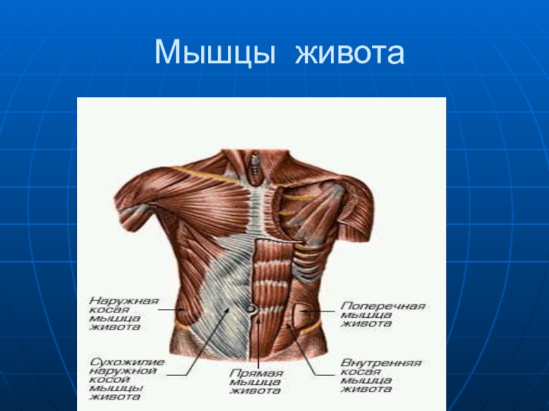 Презентация мышцы живота