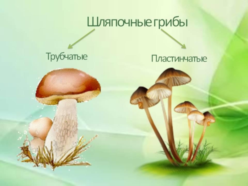 Презентация грибы шляпочные грибы