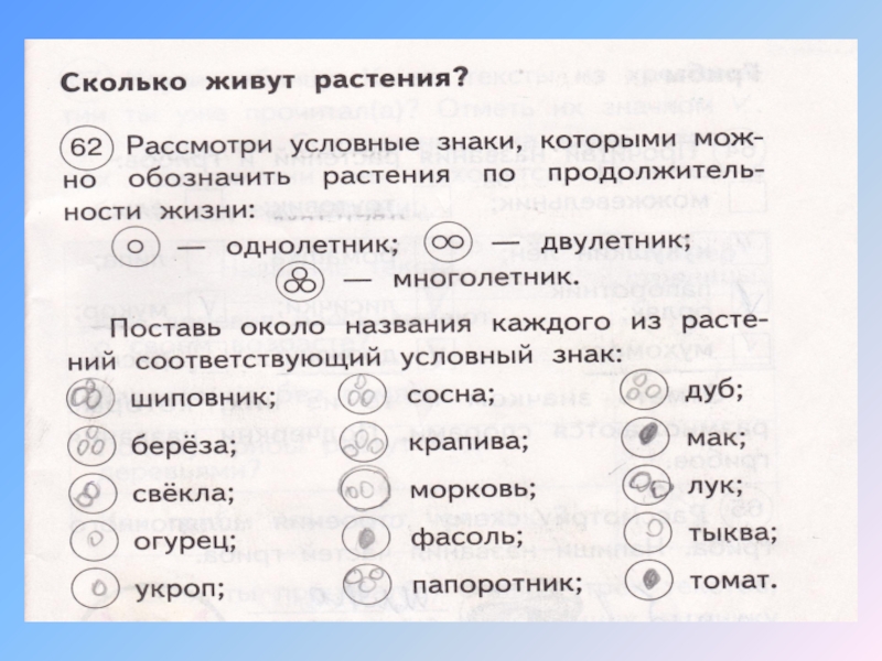 Рассмотрите условные. Сколько живут растения рассмотри условные. Сколько живут растения рассмотри условные знаки. Сколько живут растения. Сколько живут растения окружающий мир.