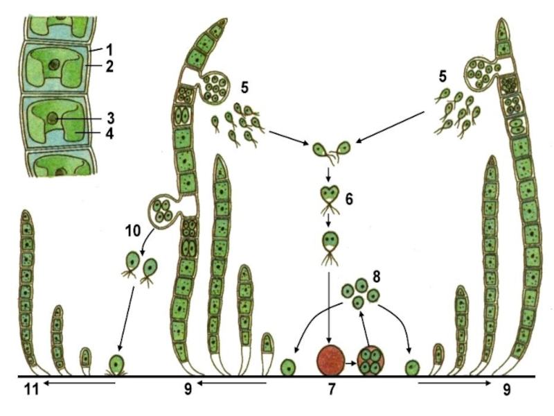 Зеленые водоросли схема