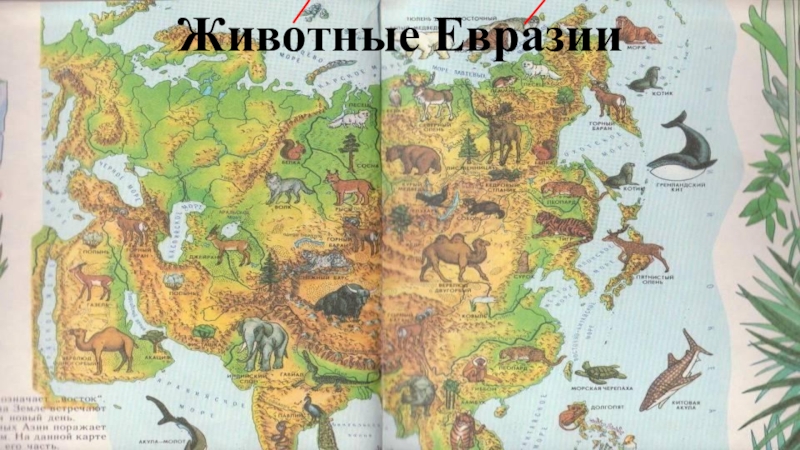 Евразия где живут. Животные материка Евразия. Животный мир Евразии карта. Животные вразии для детей.
