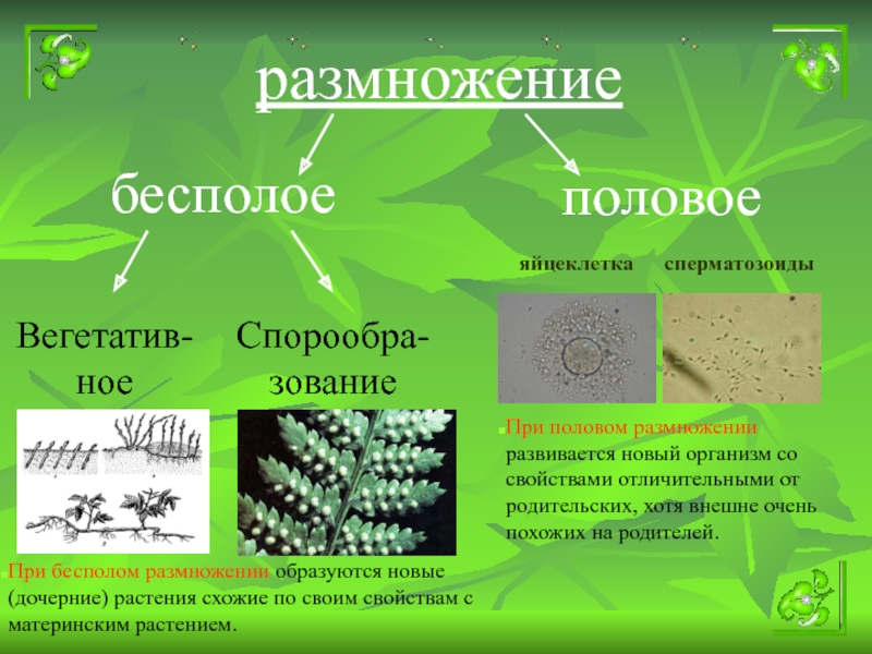 Бесполое размножение презентация