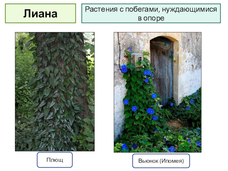 Растение 7. Жизненная форма лианы. Побеги растения лианы. Строение лианы. Вьющиеся растения примеры.