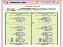 Презентация по биологии Электронные таблицы Человек