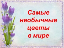 Самые необычные цветы в мире