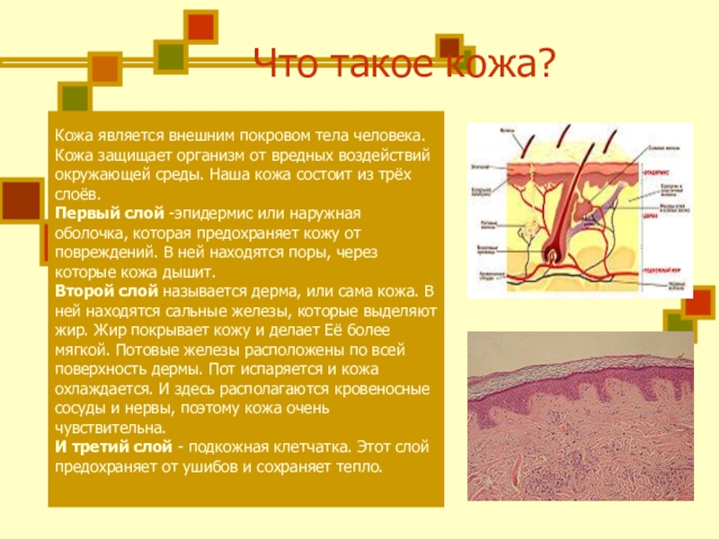 Кожа зеркало здоровья проект презентация