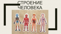 Строение человека