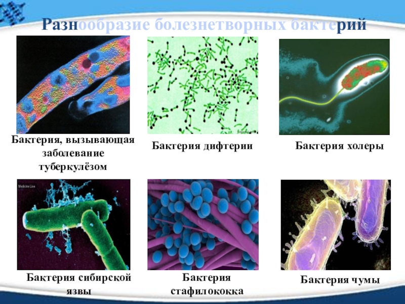 Примеры заболеваний вызываемых бактериями. Бактерии патогенные 5 класс биология. Болезнетворные бактерии 5 класс биология. Бактерии и болезни 5 класс. Патогенные бактерии это в биологии 7 класс.