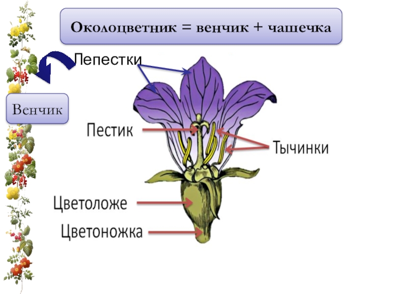 Составляющее околоцветника. Венчик чашечка окололистник. Строение околоцветника чашечка. Венчка строение венчика. Околоцветник фиалки.