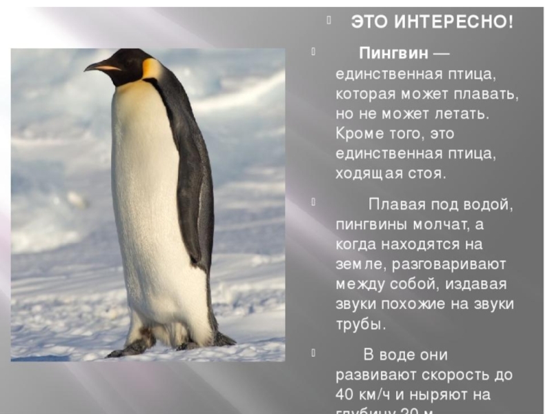 Рассказы про пингвинов для детей. Императорский Пингвин доклад. Факты о пингвинах. Пингвины презентация. Факты о пингвинах для детей.